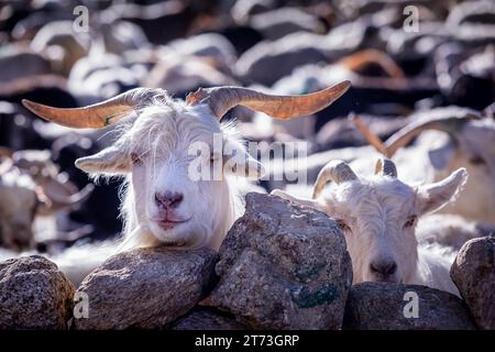 Changthangi oder Ladakh Paschmina Ziegen, Ladakh, Indien Stockfoto