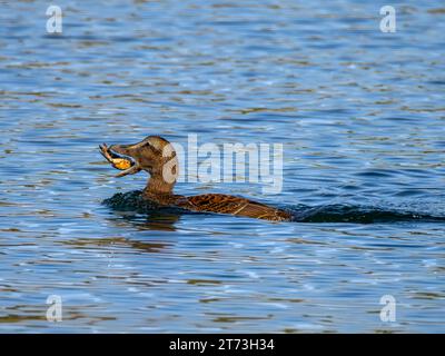 Common Female Eider Duck Fang von Krebstieren, Campbeltown, Schottland 2023 Stockfoto