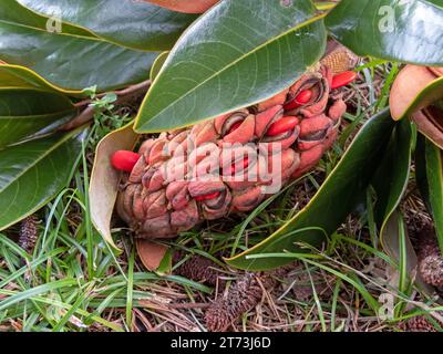 Magnolia grandiflora, Südmagnolie oder Stier-Lorbeerbaum sammeln Früchte mit hellen Samen. Stockfoto