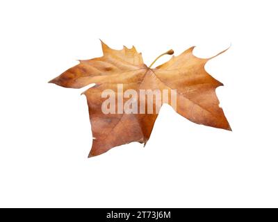 Herbsttrockenes braunes Blatt des Sycamore-Baumes isoliert auf weißem Hintergrund. Platanus orientalis oder Platane fällt Laub. Stockfoto