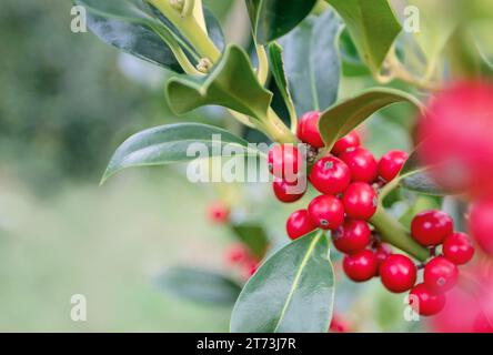 Die roten Beeren der weihnachtsbaum verschwimmen den Feiertagshintergrund. Ilex aquifolium oder acebo Pflanze im Wintergarten. Stockfoto
