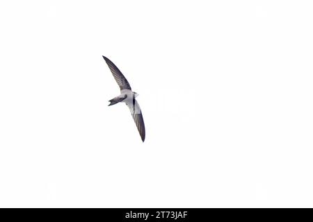 Pallid Swift (Apus pallidus) Winterton Norfolk November 2023 Stockfoto