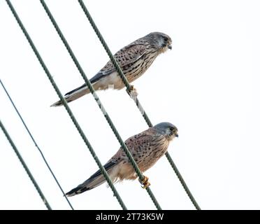 Zwei Kestrels (falco tinnunculus) weiblich (links) und männlich sitzen zusammen auf Stromleitungen, Mandria, Paphos, Zypern Stockfoto