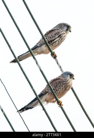 Zwei Kestrels (falco tinnunculus) weiblich (links) und männlich sitzen zusammen auf Stromleitungen, Mandria, Paphos, Zypern Stockfoto