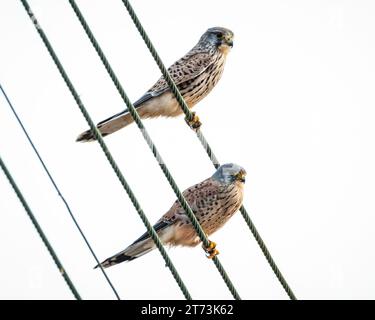 Zwei Kestrels (falco tinnunculus) weiblich (links) und männlich sitzen zusammen auf Stromleitungen, Mandria, Paphos, Zypern Stockfoto