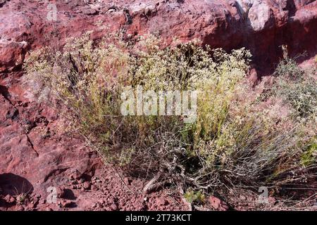 Albada (Gypsophila struthium) ist ein in Zentral- und Ostspanien endemischer Unterstrauch. Wächst auf Gipsböden. Dieses Foto wurde in Andorra, Teruel, ARAG aufgenommen Stockfoto
