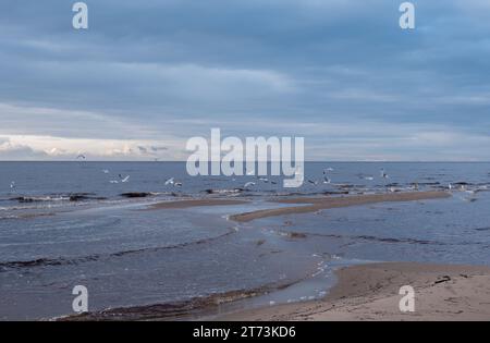 Möwen fliegen über das Meer Stockfoto