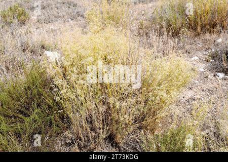 Albada (Gypsophila struthium) ist ein in Zentral- und Ostspanien endemischer Unterstrauch. Wächst auf Gipsböden. Dieses Foto wurde in Urrea de Gaen, Teruel, aufgenommen Stockfoto
