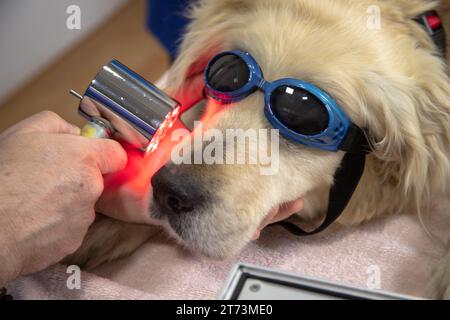 Laserbehandlung der Zähne beim Hund Stockfoto