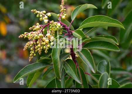 Der griechische Erdbeerbaum (Arbutus andrachne) ist ein immergrüner kleiner Baum, der in Griechenland und dem Nahen Osten beheimatet ist. Seine Früchte sind essbar. Blumen und Blätter Detai Stockfoto