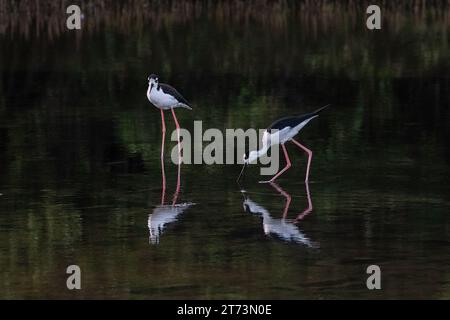 Ein Paar Schwarzhalsstelzen (Himantopus mexicanus), die im Sumpfland auf der Insel Aruba stehen. Einer trinkt; Reflexionen auf dem Wasser. Stockfoto