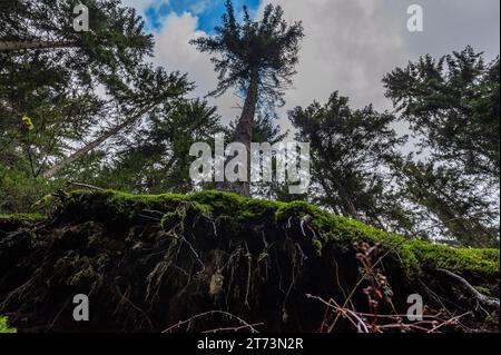 Tiefperspektive, Weitwinkelaufnahme eines Baumes, der am Rand einer Klippe wächst. Stockfoto