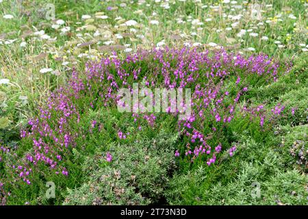 Urciona (Daboecia cantabrica) ist ein Substrauch aus dem Kantabrischen. Dieses Foto wurde in Cabo de Penas, Asturien, Spanien, aufgenommen. Stockfoto