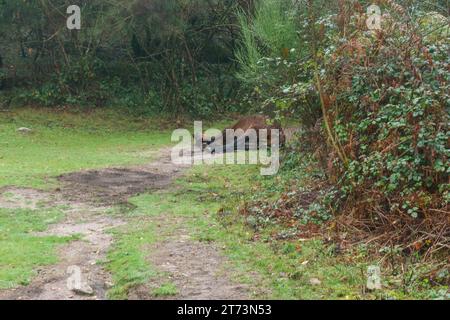 Wildes Pferd auf einer Wiese neben einem Wanderweg im Wald des Peneda-Geres Nationalparks, Vilar da Veiga, Portugal Stockfoto