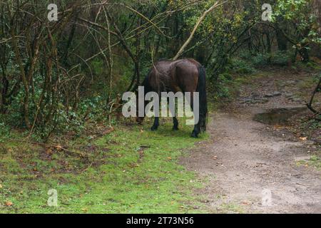 Wildes Pferd auf einer Wiese neben einem Wanderweg im Wald des Peneda-Geres Nationalparks, Vilar da Veiga, Portugal Stockfoto