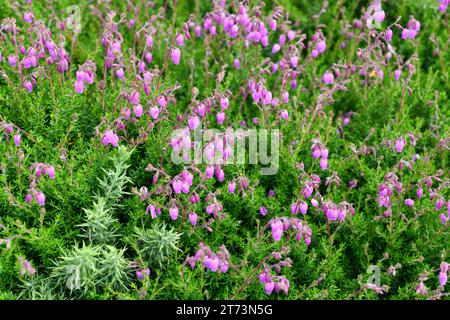 Urciona (Daboecia cantabrica) ist ein Substrauch aus dem Kantabrischen. Dieses Foto wurde in Cabo de Penas, Asturien, Spanien, aufgenommen. Stockfoto