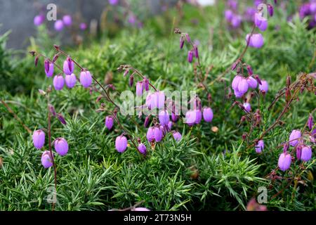 Urciona (Daboecia cantabrica) ist ein Substrauch aus dem Kantabrischen. Dieses Foto wurde in Cabo de Penas, Asturien, Spanien, aufgenommen. Stockfoto