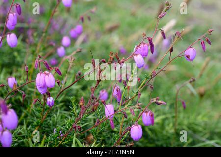 Urciona (Daboecia cantabrica) ist ein Substrauch aus dem Kantabrischen. Dieses Foto wurde in Cabo de Penas, Asturien, Spanien, aufgenommen. Stockfoto