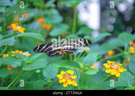 Tropischer Schmetterling Heliconius charithonia, Zebra-Langflügel oder Zebra-Heliconian auf einer hellgelben Blume Lantana Camara Stockfoto