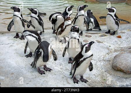 Eine Kolonie von Brillenpinguinen. Stockfoto