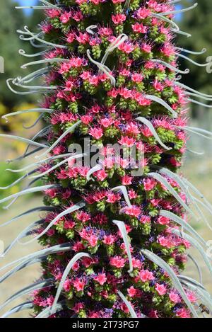 Taginaste rojo (Echium wildpretii wildpretii) ist ein Strauch, der im Nationalpark Canadas del Teide, Teneriffa, den Kanarischen Inseln, Spanien, endemisch ist. Stockfoto