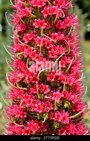 Taginaste rojo (Echium wildpretii wildpretii) ist ein Strauch, der im Nationalpark Canadas del Teide, Teneriffa, den Kanarischen Inseln, Spanien, endemisch ist. Stockfoto