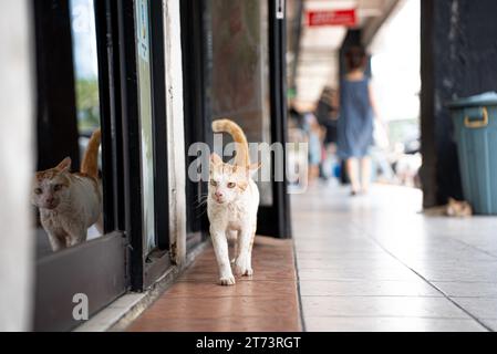 Streunende Wildkatze in Indonesien. Weißes und oranges Ingwerfarbiges Pelztier. Kucing oren Berjalan. Stockfoto