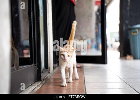 Streunende Wildkatze in Indonesien. Weißes und oranges Ingwerfarbiges Pelztier. Kucing oren Berjalan. Stockfoto