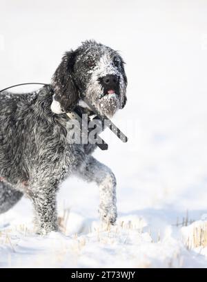 Ein Drahthaar-Jagdhund im Schnee Stockfoto