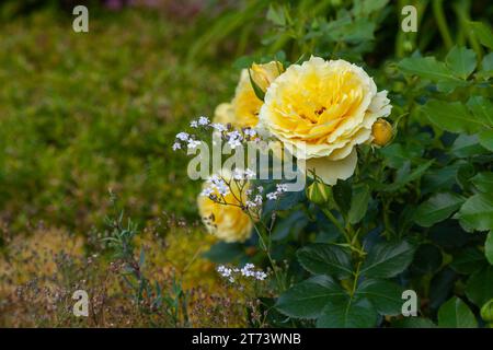 Große frische gelbe Gartenrosen auf einem unscharfen Hintergrund. Stockfoto