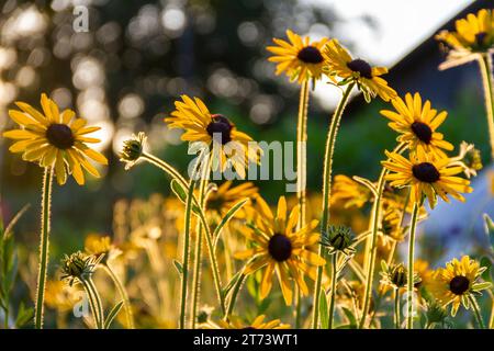 Gelbe Gänseblümchen in den Strahlen der untergehenden Sonne auf einem Hintergrund mit Bokeh. Stockfoto