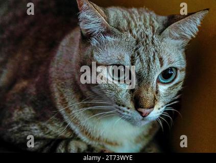 Blauäugige graue silberne Nahaufnahme Tabby Cat Stockfoto