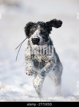 Ein Drahthaar-Jagdhund im Schnee Stockfoto