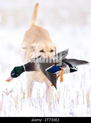 Ein gelbes Labor mit einer drake-Stocke im Schnee Stockfoto