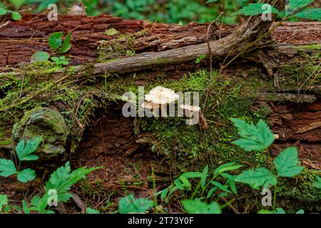 Drei weiße Pilze, die aus der moosbedeckten Rinde eines umgestürzten Baumes wachsen, der auf dem Waldboden verrottet und von einer anderen Vegetation umgeben ist Stockfoto