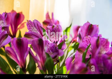 Wunderschöne Lilienblüten vor dem Fenster und ein heller Tüllvorhang im Hintergrund. Selektiver Fokus, verschwommene Blätter und Blütenblätter. Stockfoto