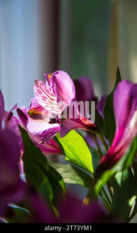 Altern und Einsamkeit. Blendende schöne Lilienblüte zwischen Licht und Schatten. Beerdigungsblumen Hintergrund. Verlorene Liebe, Trauer, Gedenkfeier, Trauerkonzept Stockfoto