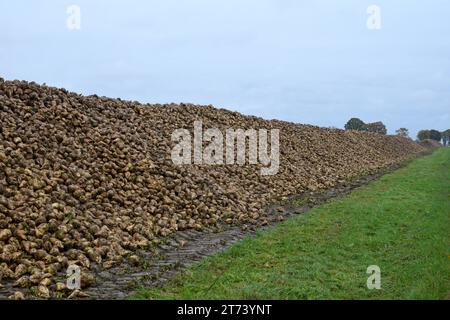 09.11.2023 Zuckerrüben Deutschland/Niedersachsen/Landkreis Gifhorn/Acker/Feld zwischen Mahnburg und Ohrdorf/ frisch geerntete Zuckerrüben liegen auf einem großen Haufen *** 09 11 2023 Zuckerrüben Deutschland Niedersachsen Landkreis Gifhorn Feld zwischen Mahnburg und Ohrdorf frisch geerntete Zuckerrüben auf einem großen Haufen Credit: Imago/Alamy Live News Stockfoto