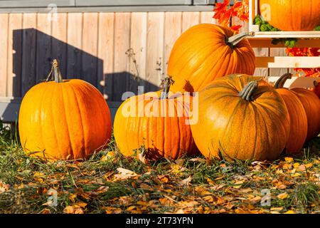 Ein großer Kürbis liegt auf dem Gras in der Haustür. Kürbisfest. Halloween Kürbis. Stockfoto