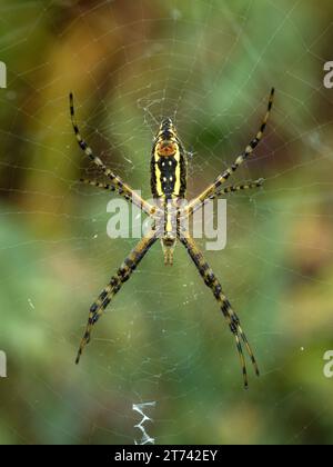 Wunderschöne weibliche, gebänderte Gartenspinne (Argiope trifasciata) in ihrem Netz im Salzmarsch der Boundary Bay, Delta, BC, Kanada Stockfoto