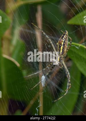 Ventrale Seitenansicht einer weiblichen gebänderten Gartenspinne (Argiope trifasciata), die sich an einem im Netz eingeschlossenen Insekten ernährt Stockfoto