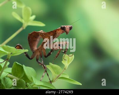 Juvenile weibliche tote Blattstift (Deroplatys desiccata), die auf einer Pflanze kriecht, während sie Insektenbeute jagt Stockfoto