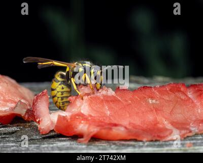 Seitenansicht einer bunten deutschen yellowjackwespe (Vespula germanica), die sich an einem Stück rotem Sockaugenlachsfleisch ernährt Stockfoto