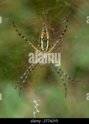 Argiope trifasciata (Argiope trifasciata) in ihrem Netz, das ein Insekt nährt, das sie im Salzmarsch der Boundary Bay im Delta, BC, Kanada gefangen hat Stockfoto