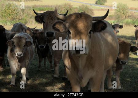 Gruppe von Aubrac Kühen auf ihrer Wiese in der Auvergne. Stockfoto