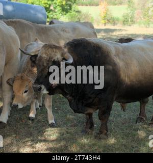 Aubrac Kalb und Stier auf ihrer Wiese in der Auvergne, Frankreich Stockfoto