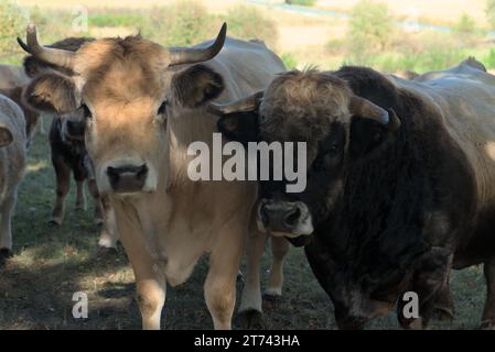 Aubrac Kuh und Stier auf ihrer Wiese in der Auvergne, Frankreich Stockfoto