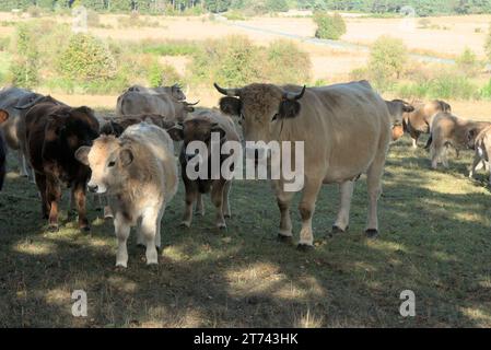 Gruppe von Aubrac Kühen auf ihrer Wiese in der Auvergne. Stockfoto