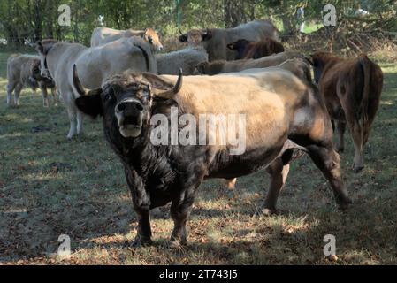 Aubrac Stier moocht auf seiner Wiese in der Auvergne, Frankreich. Stockfoto