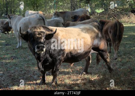 Aubrac-Stier auf seiner Wiese in der Auvergne, Frankreich Stockfoto